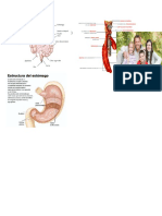 El Cuerpo Humano