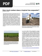 Tropical Tree Sequestration Co2 Tree-Nation