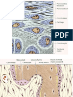 Histologi Sistem Musculo Skeletal