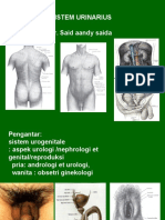 anatomi urogenetalia