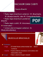 Regio Brachium Dan Cubiti