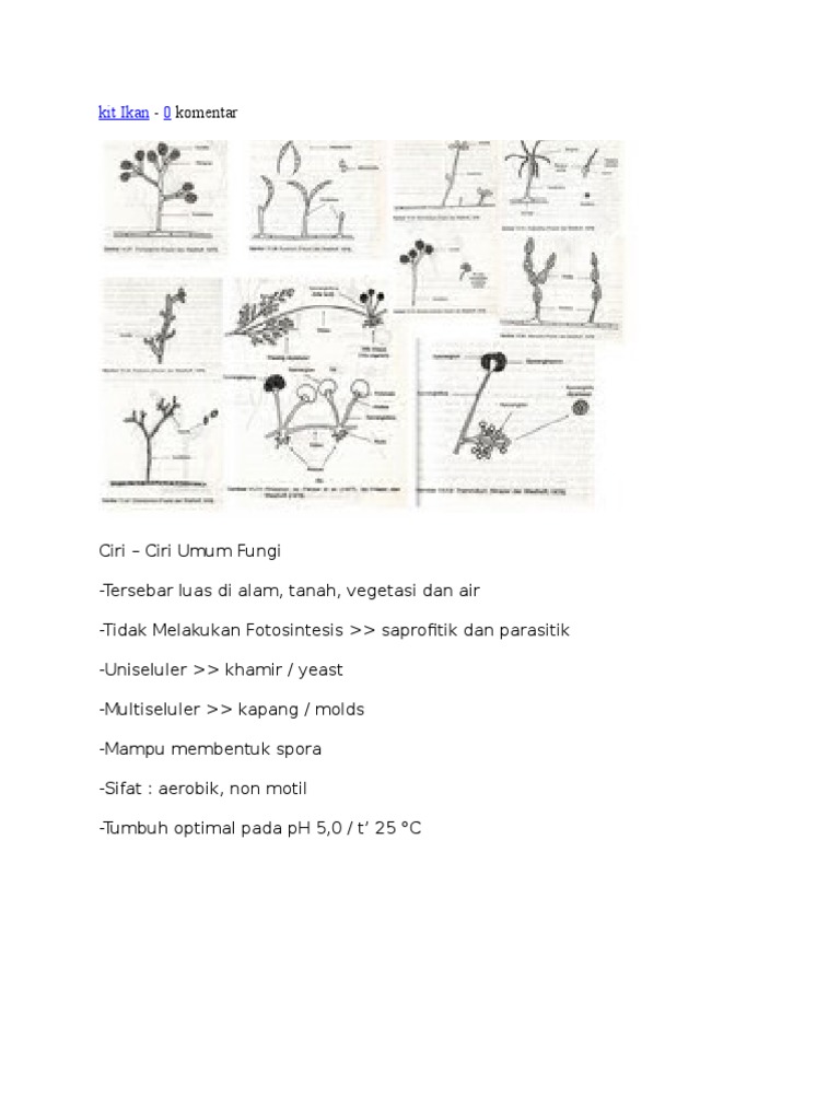 Fungi Rami Banar | PDF