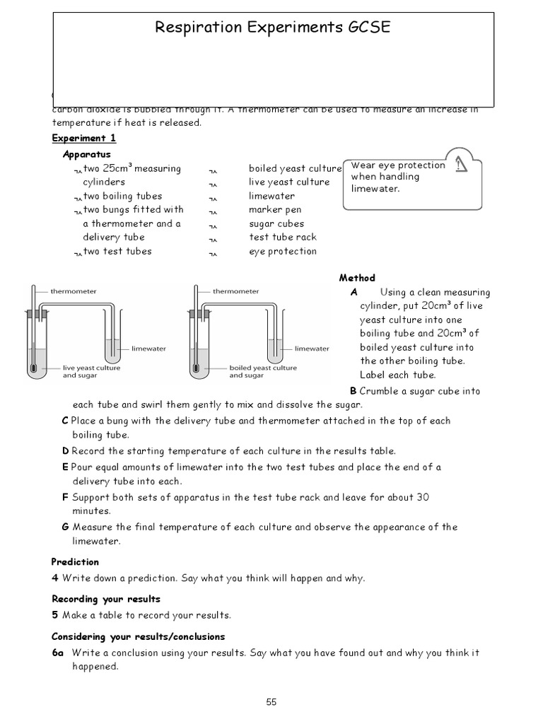 Yeast Respiration Experiments Guide | PDF | Breads | Yeast
