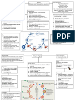 FLUXOGRAMAS Parasito