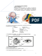 Los Organos de Los Sentidos