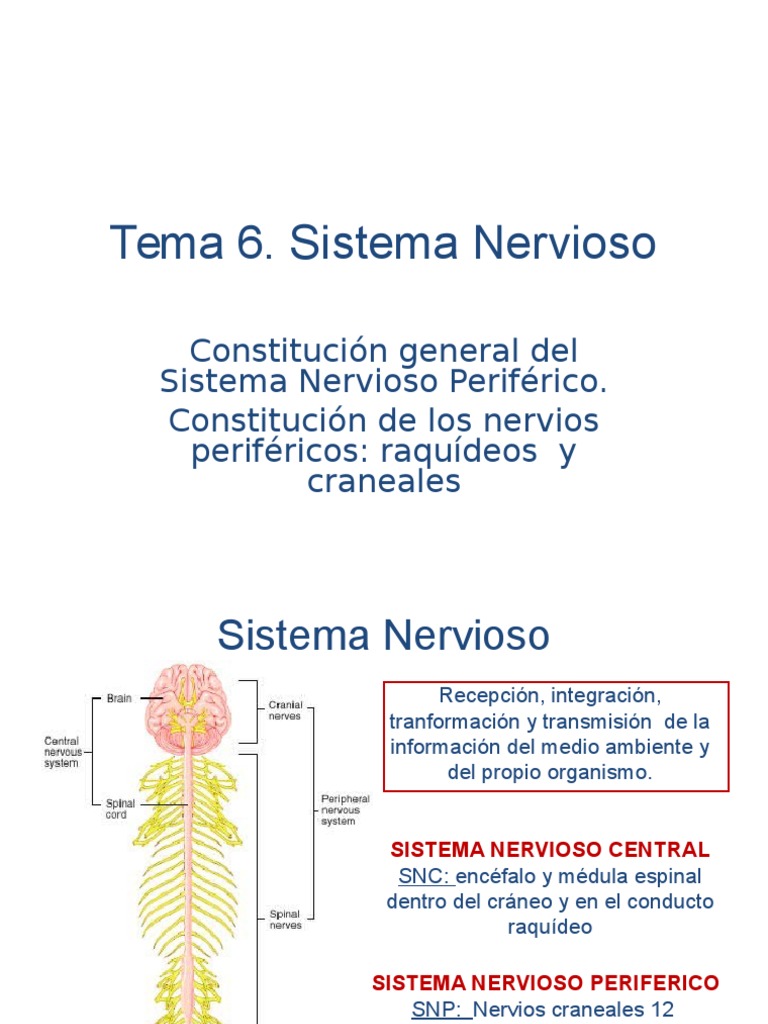Tema++6+grado.+.Sistema+Nervioso.ppt | Central Nervous System | Spinal Cord