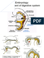 Embryonic Development of the Digestive System