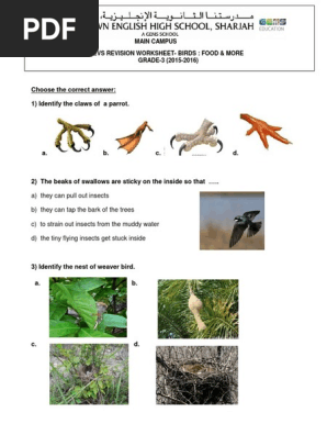 Grade3 Evs Birds Food And More Revision Worksheet