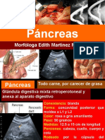 Anatomía Del Páncreas