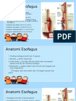 Anatomi Esofagus.pptx