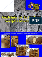 Diaposet2. Ojo Anatomia de La Madera