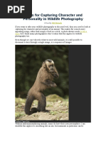 6 Tips for Capturing Character and Personality in Wildlife Photography