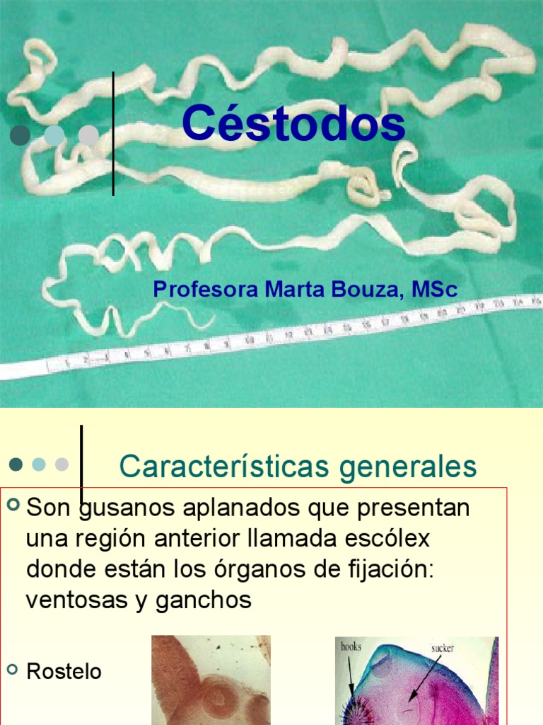 Características y Ciclo de Vida de Céstodos | PDF | Ciencias de la ...