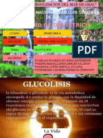 GLUCOLISIS