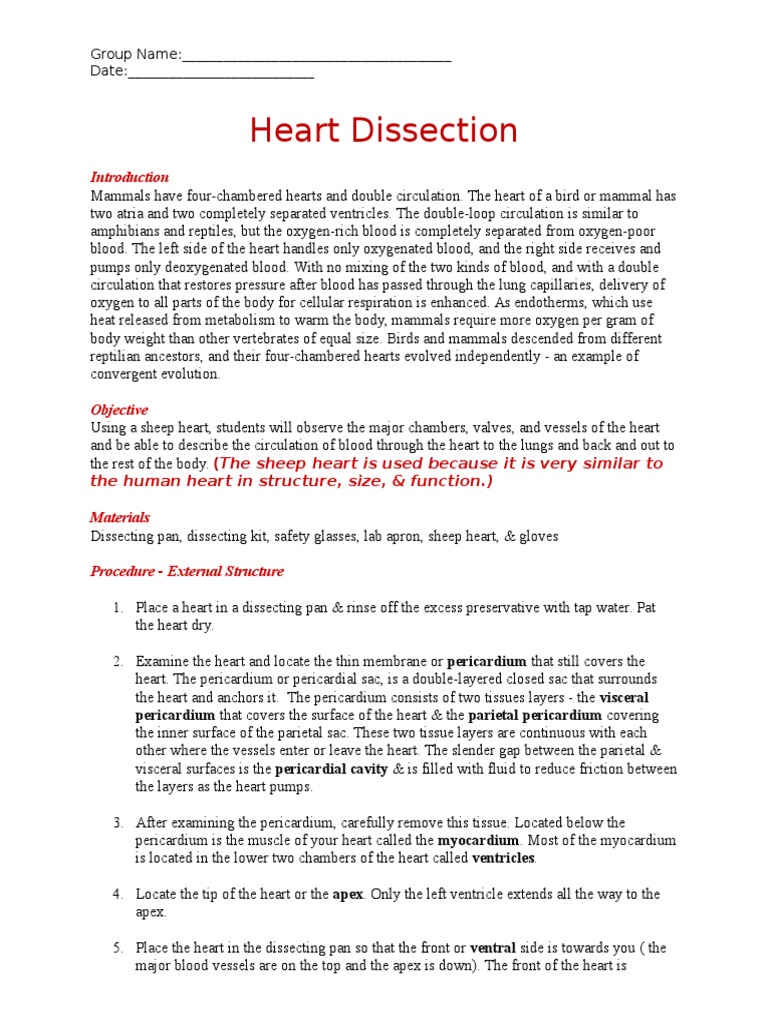 Heart Dissection Worksheet PDF Heart Valve Heart