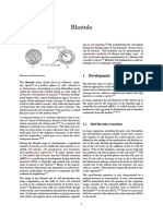 Blastula