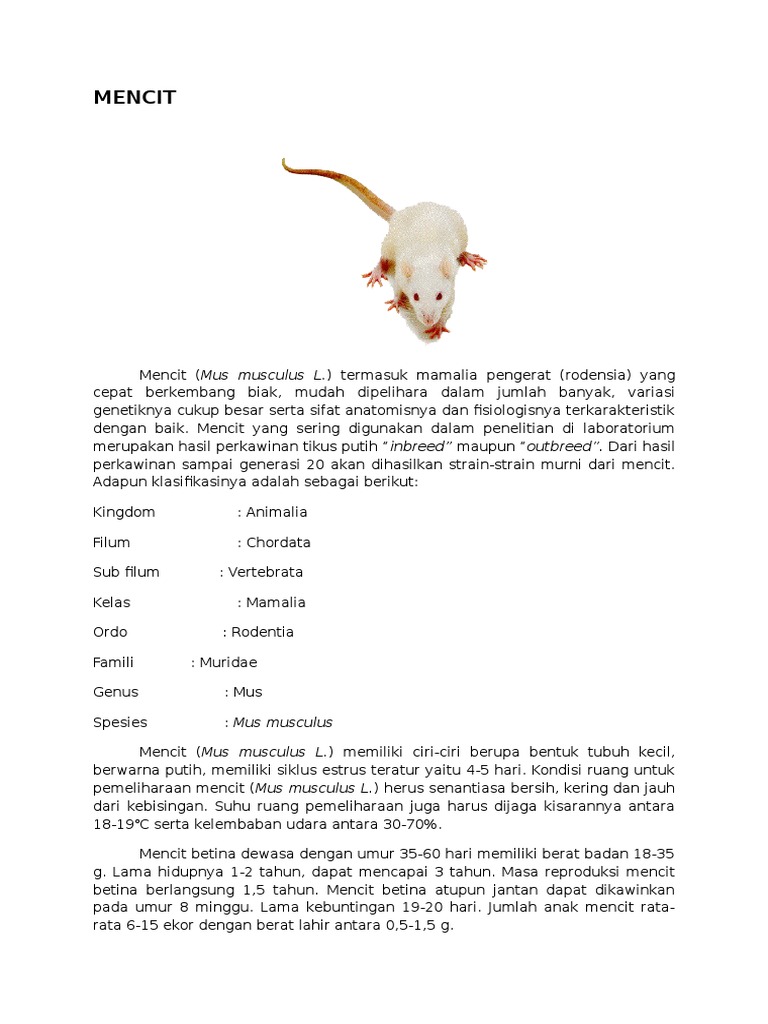 Pemeliharaan dan Penanganan Mencit | PDF | Griya & Taman | Sains ...