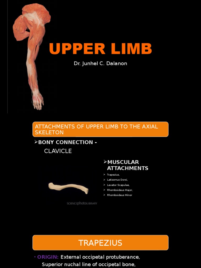 Upper Limb | PDF | Thumb | Anatomical Terms Of Motion
