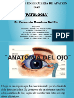 Anatomia Del Ojo