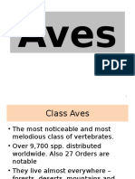 Class Aves