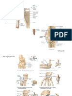 Imagens de Articulações e Músculos PDF