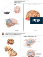 Exercício de fixação e imagens do sistema nervoso.pdf