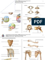 Exercicio de Fixação de Osteologia e Artrologia PDF