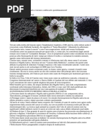 Cumino Nero (Nigella Sativa)