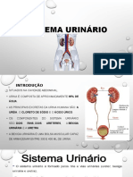 Sistema Urinário