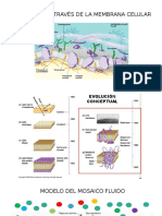 Transporte A Través de La Membrana Celular