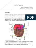 Anatomia do Abdome em