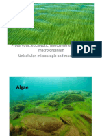 Algae