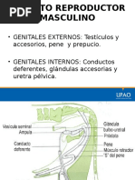 anatom-a-del-aparato-reproductor-del-gato-pdf-gatos-pene