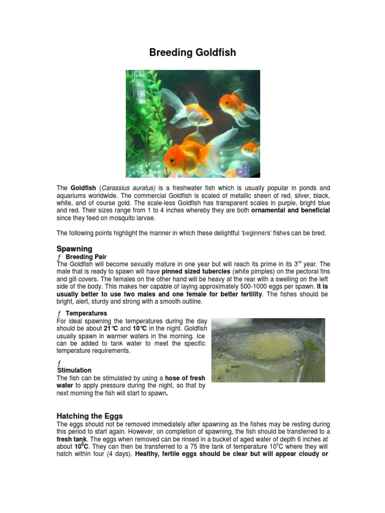 Container Size For Breeding Goldfish For Commercial Use