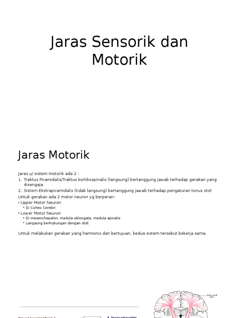 Jaras Sensorik Dan Motorik | PDF