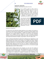 Nutricion Balanceada Del Aguacate PDF