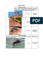 Especies de Diptera-Hymenoptera-Orthoptera PDF