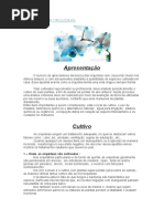 Como Cutivar Orquideas