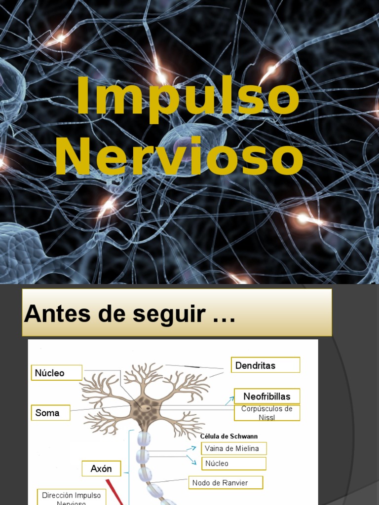 Impulso Nervioso y Sinapsis | PDF | Sinapsis | Potencial de acción