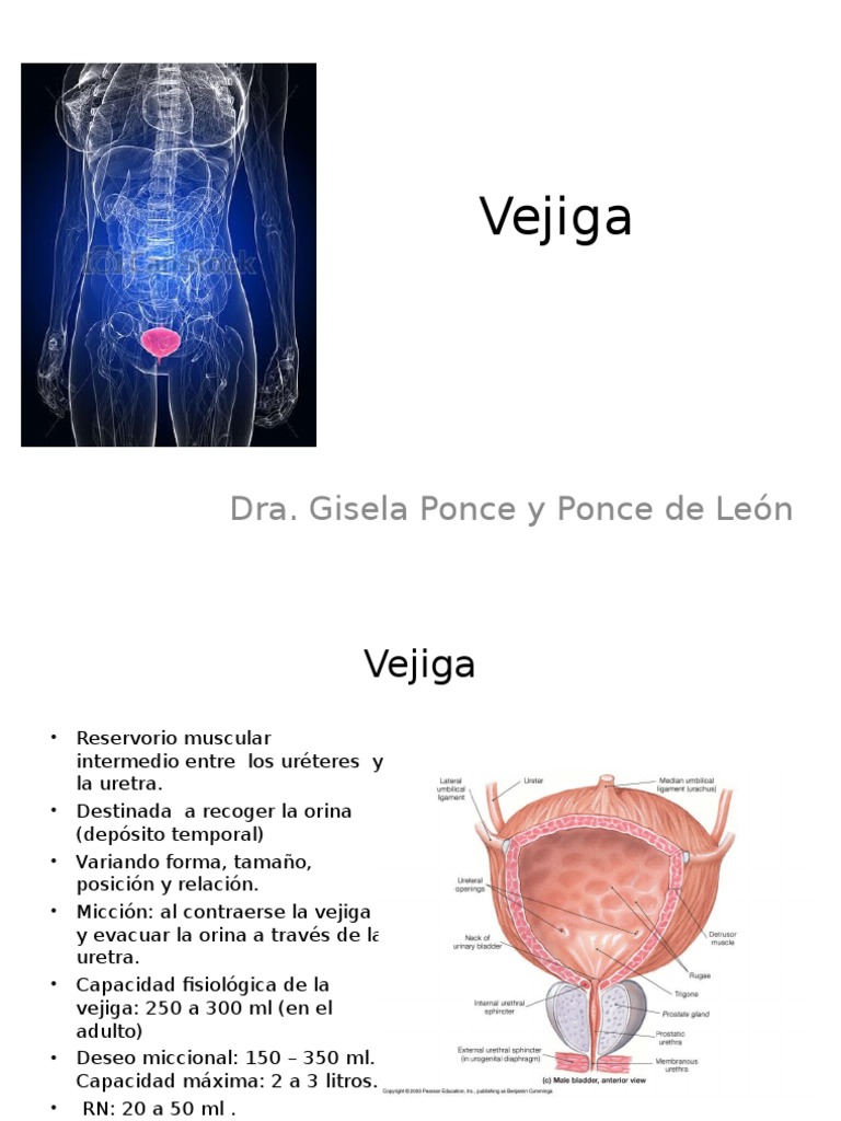 Vejiga Vejiga urinaria Micción