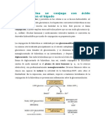 La conjugación de la bilirrubina en el hígado