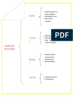 Clasificacion de Los Tejidos