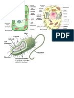 Prokaryotic and Eukaryotic Cell and Its Parts