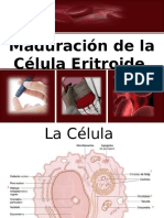 Maduración de La Célula Eritroide