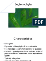 Euglenophyta Algae Characteristics and Examples