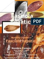 Fasciola Hepática 8D