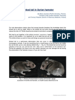 The Issue of Kinked Tail in Syrian Hamster