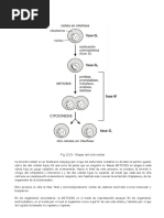 2 División Celular