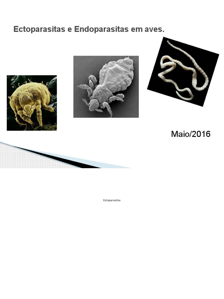 Ectoparasitas e Endoparasitas em Aves Ok | PDF | Parasitismo | Mosca