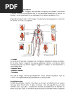 Sistema Circulatorio